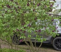 Syringa vulgaris 'Ruhm von Horstenstein' - Sering 'Ruhm von Horstenstein' - 3