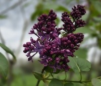 Syringa vulgaris 'Ruhm von Horstenstein' - Sering 'Ruhm von Horstenstein' - 2