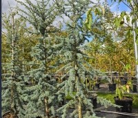 Cedrus libani 'Glauca' - Blauwe Ceder - 1