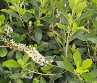 Clethra alnifolia 'Hummingbird' - Schijnsels 'Hummingbird' - 5