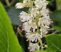 Clethra alnifolia 'Hummingbird' - Schijnsels 'Hummingbird' - 4