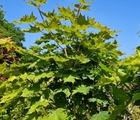 Acer platanoides 'Globosum' - Bol esdoorn 'Globosum' - 3