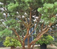 Pinus sylvestris 'Watereri' - Dwerg grove den 'Watereri' - 2
