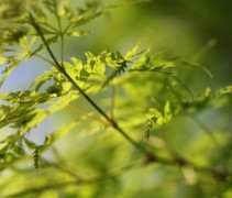 Acer Palmatum Seiryu