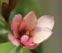 Michelia 'Fairy Magnolia Blush'