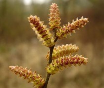 Myrica gale