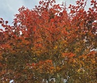 Fagus sylvatica 'Atropunicea' - Rode beuk - 1
