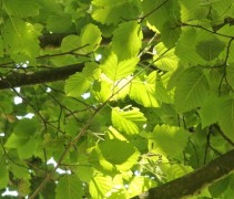 Alnus incana