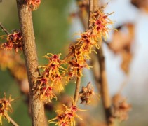 Hamamelis x intermedia Jelena