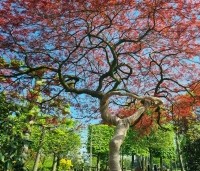 Acer palmatum 'Garnet' - Japanse esdoorn 'Garnet' - 1