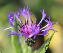 De Korenbloem voor een natuurlijke uitstraling in uw tuin