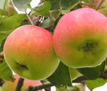 Malus domestica 'Jacques Lebel'