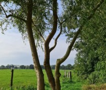 Salix sepulcralis 'Chrysocoma'