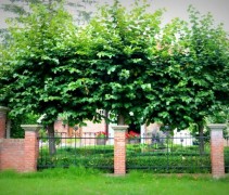 Tilia x europaea 'Pallida'