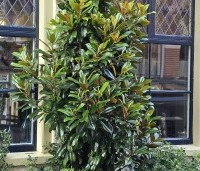 Magnolia grandiflora - Magnolia grandiflora - 6