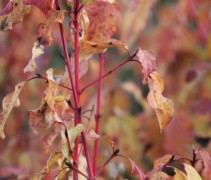 Cornus Winter Beauty