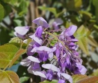 Wisteria brachybotrys 'Yokohama Fuji' - Paarse regen   - 1