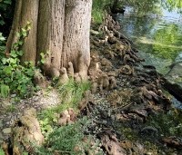 Taxodium distichum - Moerascypres - 2