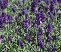 Lavandula angustifolia 'Hidcote' - Lavendel 'Hidcote' - 2
