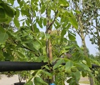 Juglans regia 'Plovdivski' - Walnoot 'Plovdivski' - 1