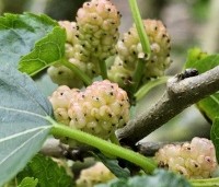 Morus alba 'Macrophylla' - Witte moerbei - 1