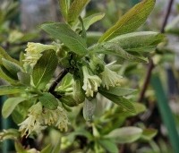 Lonicera caerulea 'Kamtschatica' - Honingbes 'Kamtschatica' - 2