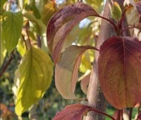 Cornus controversa 'Pagoda' - Reuze kornoelje 'Pagoda'  - 1