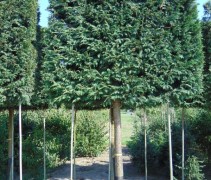 Cupressocyparis leylandii