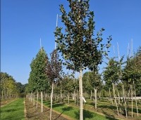 Crataegus prunifolia persimilis 'Splendens' - Pruimbladige meidoorn - hoogstam bomen in september