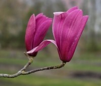 Magnolia 'Spectrum' - Magnolia 'Spectrum' - 1