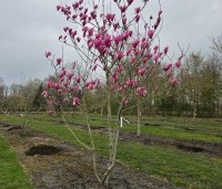 Magnolia 'Spectrum' - Magnolia 'Spectrum' - 2