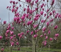Magnolia 'Spectrum' - Magnolia 'Spectrum' - 3