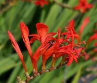Crocosmia 'Lucifer' - Montbretia - 3