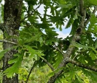 Quercus frainetto - Hongaarse eik - 2