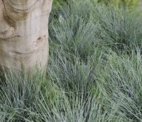 Festuca glauca 'Intense Blue' - Zwenkgras glauca 'Intense Blue' - 1