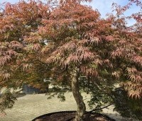 Acer palmatum 'Inaba-shidare' - Japanse Esdoorn 'Inaba-shidare' - 7