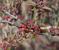 Malus 'Profusion' - Sierappel - 2