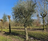 Olea europea - Olijfboom - 166 maart 2025