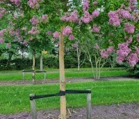 Lagerstroemia indica 'Rosea' - Indische sering - 2