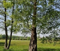 Metasequoia glyptostroboides - Chinese Moerascipres -  met Alnus 2 stam er naast