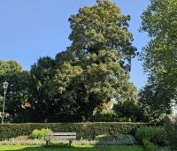 Acer pseudoplatanus - Gewone esdoorn - 1