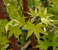 Acer palmatum 'Sangokaku' - Japanse Esdoorn 'Sangokaku' - 3