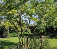 Gleditsia triacanthos 'Sunburst' - Valse christusdoorn - 1