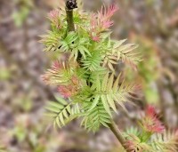 Sorbaria sorbifolia 'Sem' - Lijsterbessprirea 'Sem' - 2