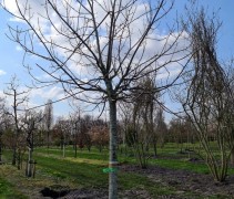 Castanea sativa 'Lyon'