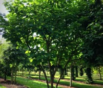 catalpa bignonioïdes