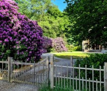 Rhododendron Roseum Elegans