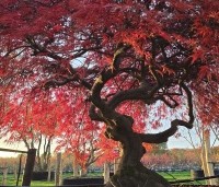 Acer palmatum 'Garnet' - Japanse esdoorn 'Garnet' - 1