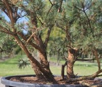 Pinus sylvestris 'Watereri' - Dwerg grove den 'Watereri' - 4
