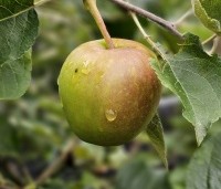 Malus dom. 'Jonagold' - Malus dom. 'Jonagold' - 1